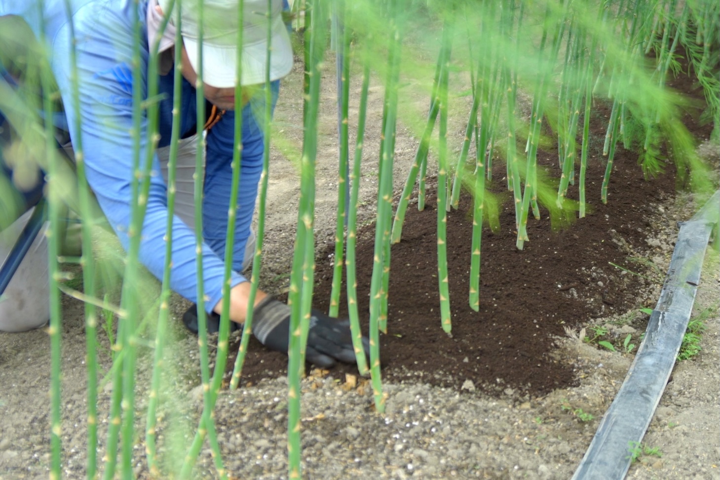 畑の環境づくりの様子